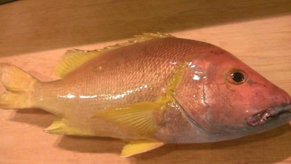 高級厚唇魚-紅雞母魚-天然野生本土高級雕魚