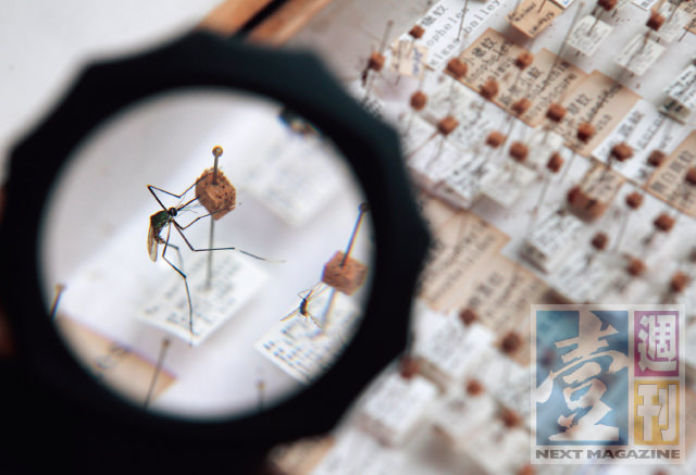 ▲蚊子標本相當細小，一般來說該用顯微鏡觀察。