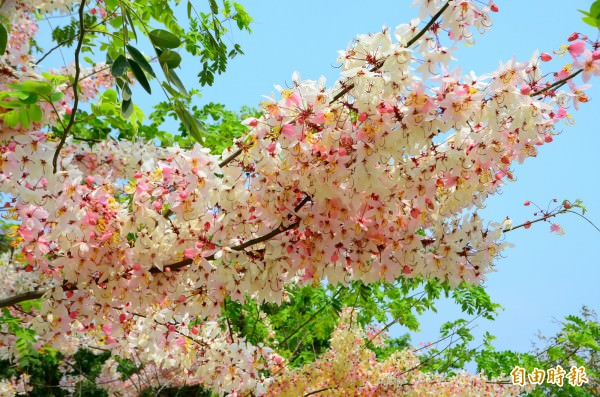 俗稱泰國櫻的花旗木整串綻放，枝頭上一片粉紅。（記者吳俊鋒攝）