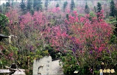 進入春天，梅峰古道上的山櫻陸續開花。  （記者吳俊鋒攝）