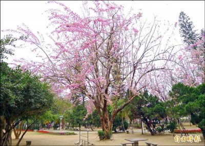 台南公園每年3月開滿紅色花朵的南洋櫻老樹，因颱風來襲傾倒，日前已遭移除。 （記者蔡文居攝）