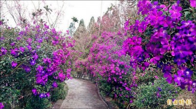 梅峰古道沿途也有紫牡丹盛開，色彩斑斕。  （記者吳俊鋒攝）