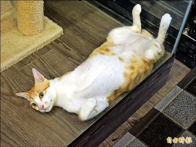 「瞎聊． 貓咖啡」咖啡店內的貓咪養的白白胖胖，翻肚的模樣可愛極了。  （記者洪瑞琴攝）