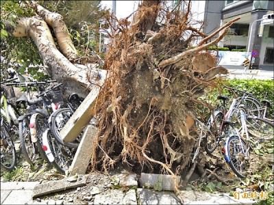 行道樹連根帶磚倒地，壓垮一堆單車。 （記者洪瑞琴攝）
