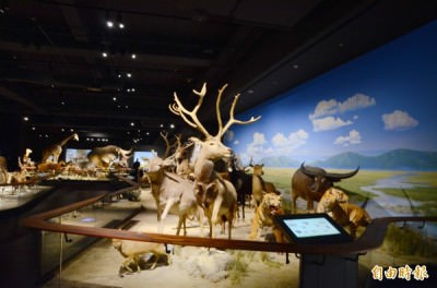 新奇美博物館空間大，展示的各式動物標本，琳瑯滿目。（記者吳俊鋒攝）