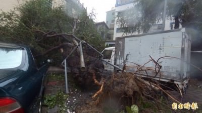 國寶級金龜樹雖有鋁架保護，仍被吹倒。（記者黃文鍠攝）